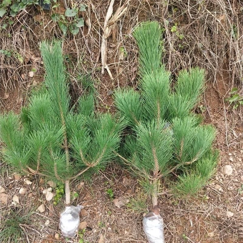 四季常青松树苗绿化苗木种植黑北方南方老桩松树苗庭院耐寒室内