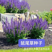 鼠尾草种子一串蓝紫花红花易活多年生宿根花卉景观庭院阳台