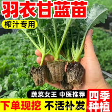 羽衣甘蓝苗盆栽大苗种子新鲜蔬菜秧苗阳台绿植四季可种绿紫羽衣
