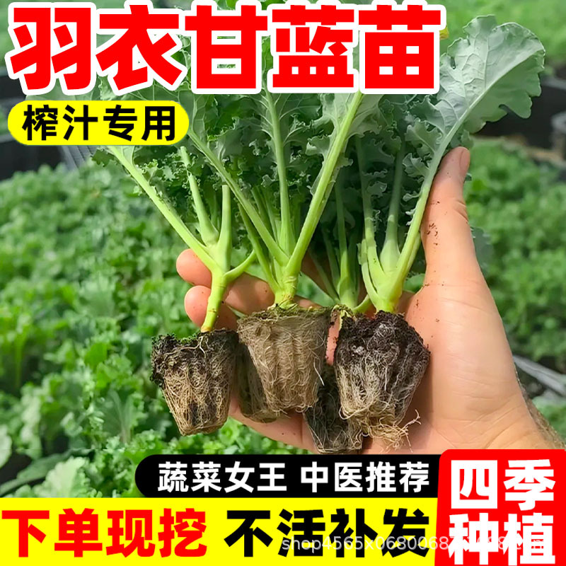 羽衣甘蓝苗盆栽大苗种子新鲜蔬菜秧苗阳台绿植四季可种绿紫羽衣