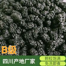 B级桑葚干四川黑桑椹干子果茶批发免洗即食养生零食川桑椹子批发