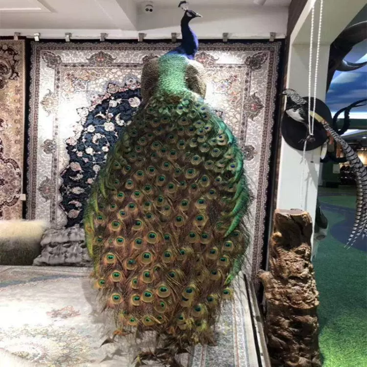 【孔雀公主】孔雀标本画花园游乐园装饰摆件厂家批发创意摆件