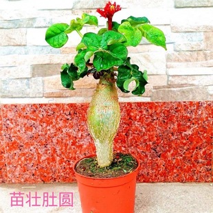 ��Ǻ��ĸ���ֲ���ļ��_�t������ֲ���^����ǘ�ͥԺ������������