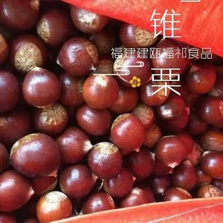 包邮新鲜锥栗板栗建瓯锥栗产地直发高山栗子批发大子规格单斤价