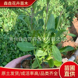 盆栽;种子;园林果树