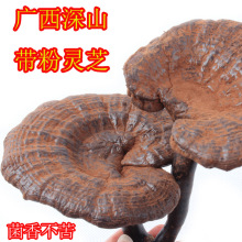 广西半野生黑灵芝500克广西十万大山整枝灵芝赤灵芝草含孢子粉gL