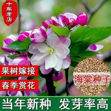 八棱海棠树种子净籽嫁接苹果树果树种子砧木种子北美西府垂丝海棠
