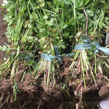 �������l ˮ��  Ұ�۲� ���� ������ˮ��ֲ�� ͦˮֲ��