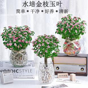Hydroponic Golden Branches and Jade Leaves Potted Plants, Easy to Grow Florals, Indoor Green Plants, Succulent Hydroponic Plants, Office Air Purifying Florals