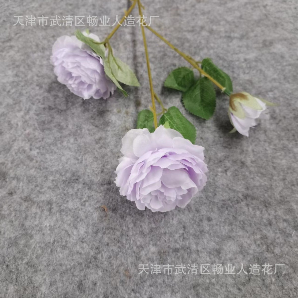 양 모란