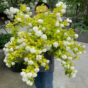 �S����Ȫ���������Բ��~���������~�������̨ͥԺ�쾰�û����ͺ�