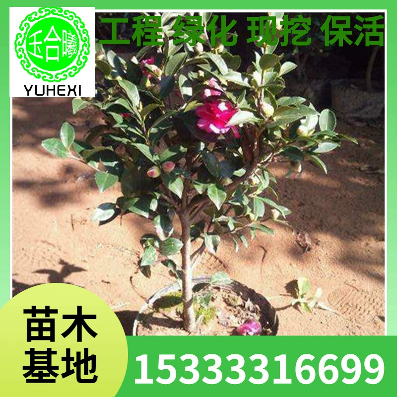 Оптовые рассада камелии в горшках, бонсай, морозостойкие цветочные растения, цветущие в том же году с цветочными бутонами и живописные изгороди с большими скидками