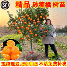 ɳ�ǽۘ�����������Ϸ������Nֲ���Ә���̽۹������޽�ɰ����