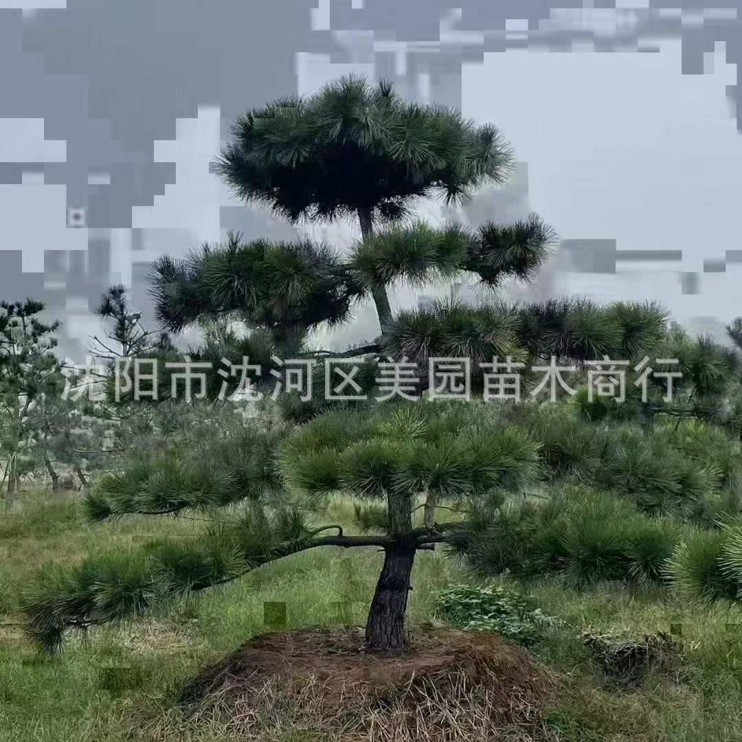 Продажа формированных саженцев Pinus sylvestris: Черная сосна в форме Pinus sylvestris большое дерево 3m Pinus sylvestris 4m Pinus sylvestris Pinus sylvestris цена