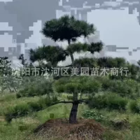 Продажа формированных саженцев Pinus sylvestris: Черная сосна в форме Pinus sylvestris большое дерево 3m Pinus sylvestris 4m Pinus sylvestris Pinus sylvestris цена