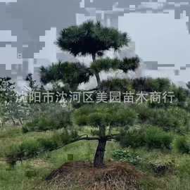 造型油松苗木出售：黑松造型 油松大树 3米油松 4米油松 油松价格