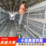 养鸡场智能化自动鸡舍蛋鸡笼