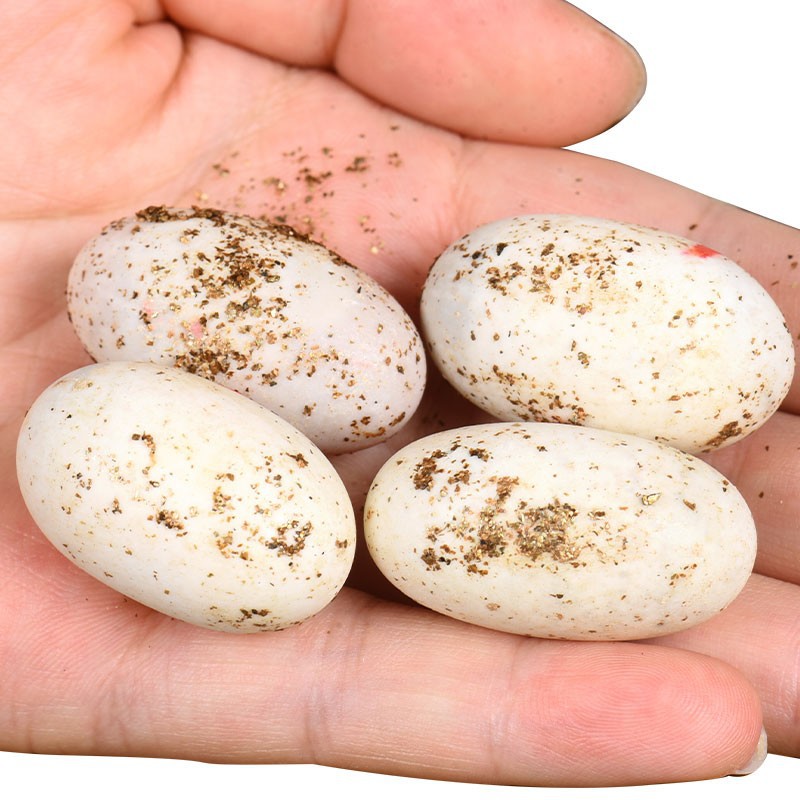 乌龟蛋可孵化套装能受精中华草龟巴西龟花龟墨龟宠物小乌龟活物盒