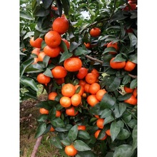 �޽�ɰ�������Ә���ɳ�ǽۘ�����������Ϸ������Nֲ�̽۹������