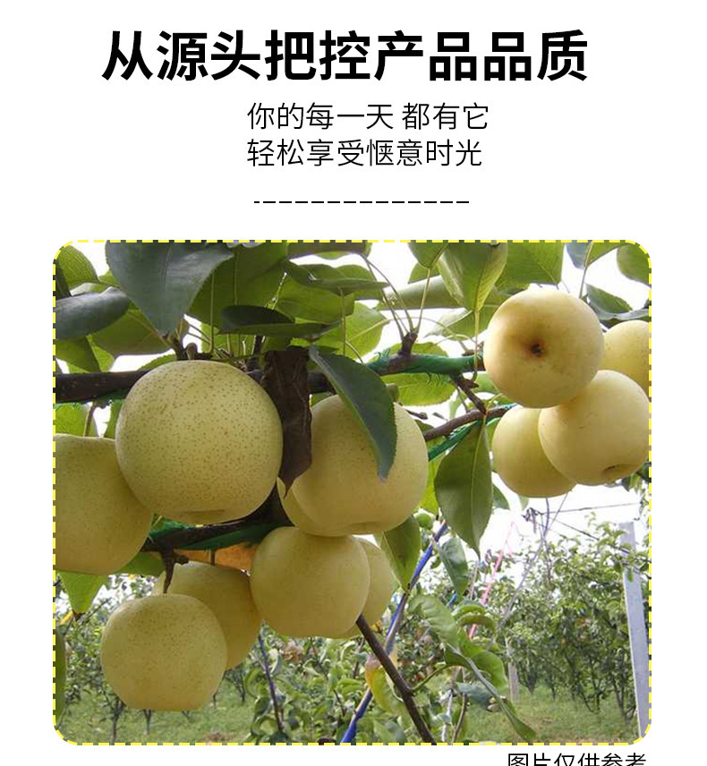 Jiegeng Pear Juice Drink 500ml Bottled Platycodon Root Herbal Beverage Clearing Refreshing Drink key features