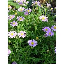 ɫջNļ׻_҃ԼСջNͥԺܷN