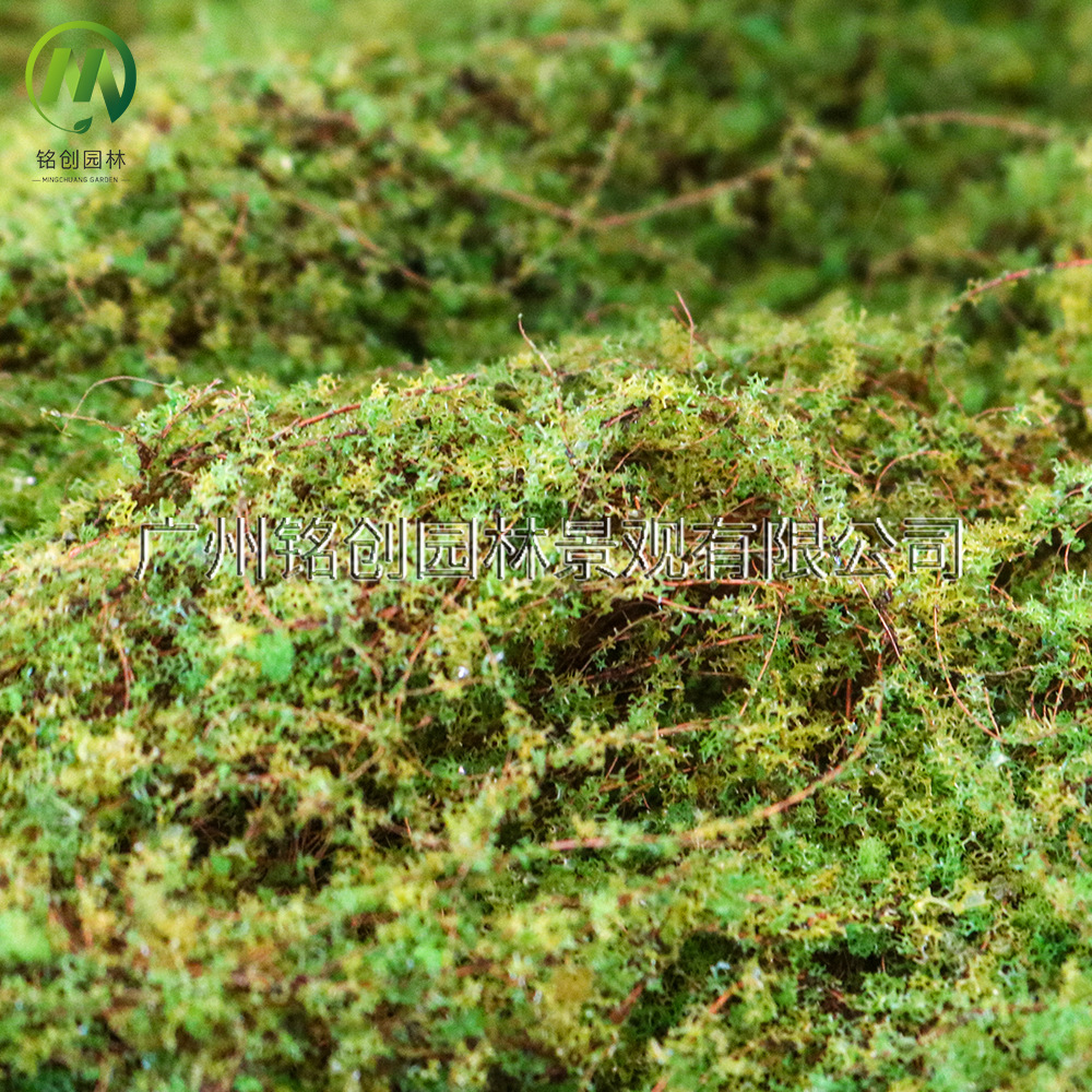 Simulación de decoración de micropaisaje de musgo, césped de musgo falso, musgo filamentoso, plantación verde, simulación de paisajismo, musgo
