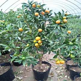 金桔树盆栽带果发货室内客厅植物可食用脆皮金橘子树树苗四季观赏