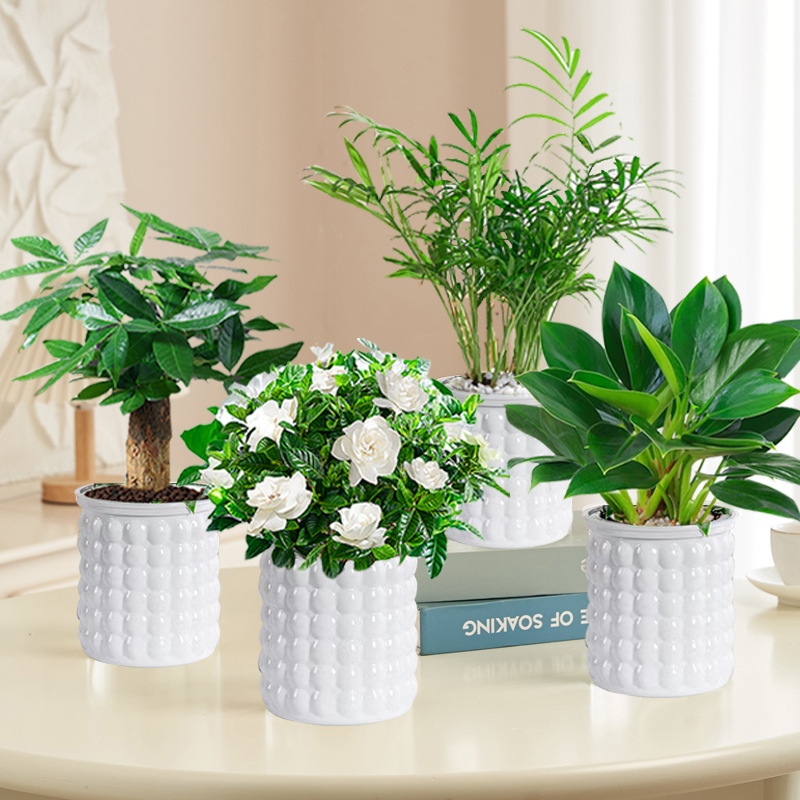 골든 다이아몬드 + 치자나무 + 머니 트리 + 작은 코코넛(흰 거품 냄비) + 영양액