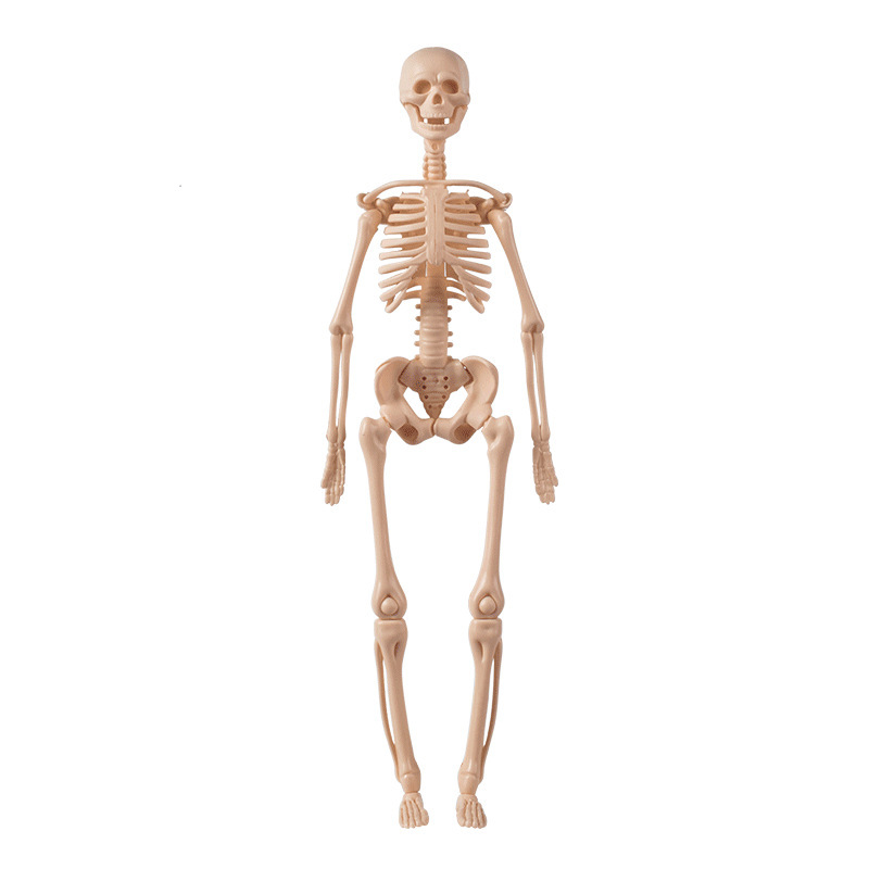 Human skeleton