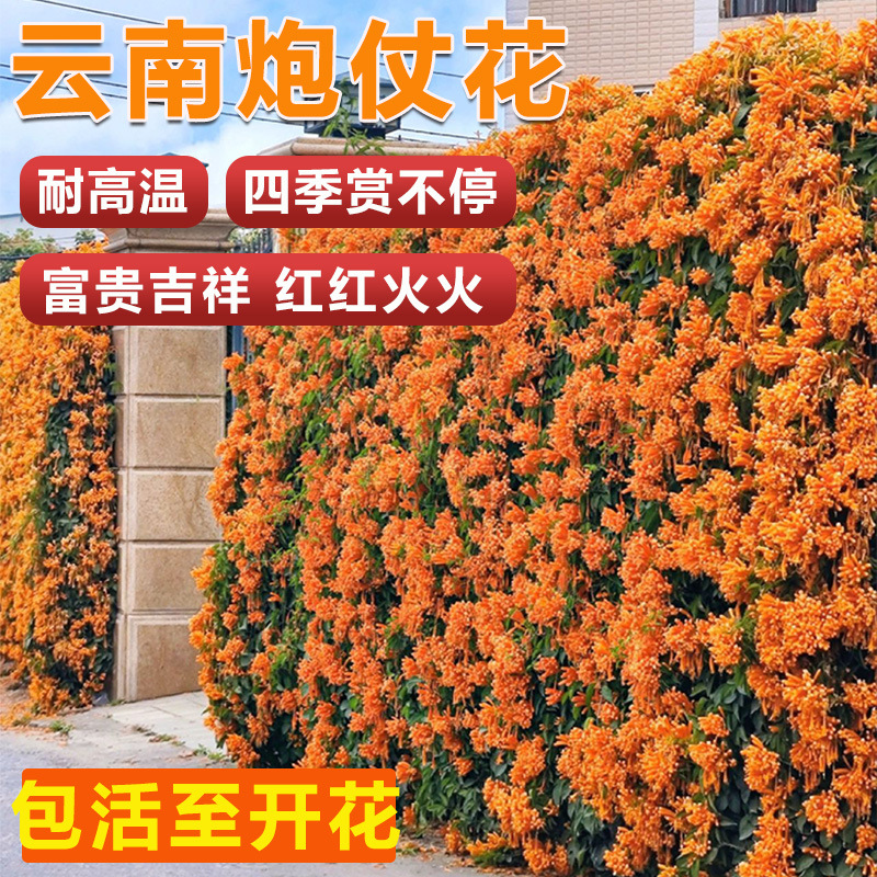 云南昆明炮仗花爬藤植物花苗四季可种阳台庭院垂吊攀援花卉藤本花