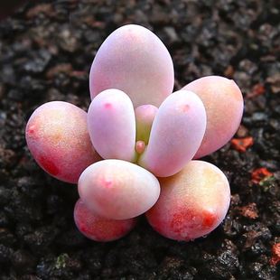 Peach Beauty Succulent Plant Combination Potted Green Plants Florals Office Desk Novice Succulent Special Price Clearance Large