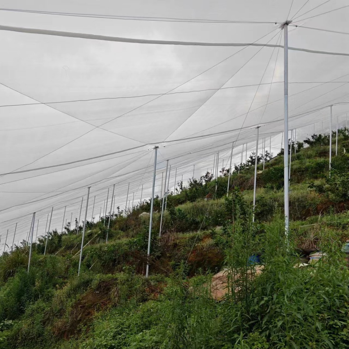 跨境厂家生产农用防虫网大棚 果树防鸟网60目温室大棚专用