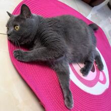 ؈ץ��һ�w�޾��ɲ�ϴ؈�C�ļ�ͨ�ÿɐ�ĥצ�މ|���K��ĥ�A��