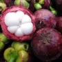 嘉宝泰国无籽种植核桃苗