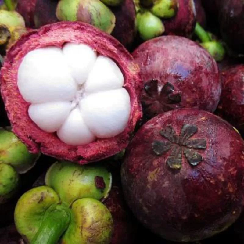 Привитые саженцы мангостина без косточек Рассада грецкого ореха Гарбо Простота семян Пробная посадка Саженцы редких плодов в Северном и Южном Таиланде Мангостин