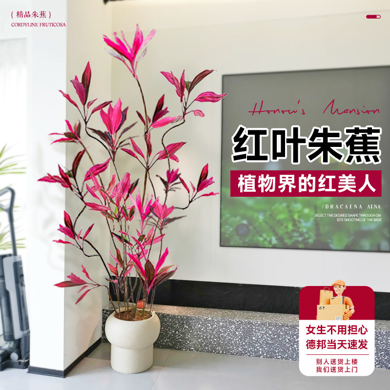 红叶朱蕉盆栽室内大型绿植客厅电视柜旁植物落地式吸甲醛四季好养