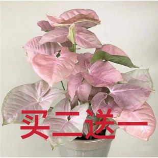 �t�ۑ��˼��˺Ϲ����ļ����B���~��G���`�ۺ����޺�Ϲ�������