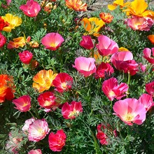 ݷNļ׷N^pͥԺ̨Զ޸ͺ