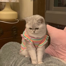 �ʺ�������ﹷ��è���·��ļ������ë�����䱳��Դ��������