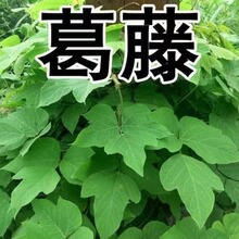 lٷNӸɽţɽ߅µV^Goֲ