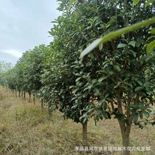 绿化苗木优质桂花树 精品桂花树价格便宜万亩苗木选购1至15公分粗