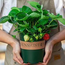 ��ݮ���������l�����ļ��׻����Ͳ�ݮ�҃��̨ͥԺ�ϱ����Nֲ����