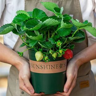 ��ݮ���������l�����ļ��׻����Ͳ�ݮ�҃��̨ͥԺ�ϱ����Nֲ����