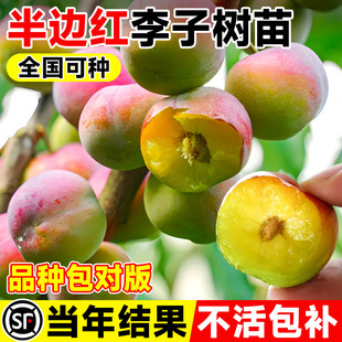 ���Ә����߅�t����������Ե������A������Ʒ�N�ش�̖�ϱ����Nֲ