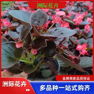 青州基地批发四季海棠  四季海棠穴盘苗 大花海棠   绿化绿化花海