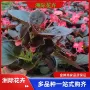 青州四季基地大花穴盘苗