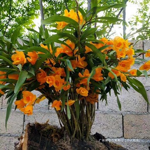 ��ɽ�Ĵ��S�ȯB���m����ˮ���O�FƤʯ���������m��A����������