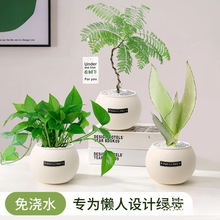 绿植室内小盆栽桌面绿萝易活四季适合懒人养的花吸甲醛植物幼儿园