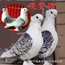 觀賞鴿子品種白羽王肉鴿青年鴿養殖場批發落地王種鴿銀灰王