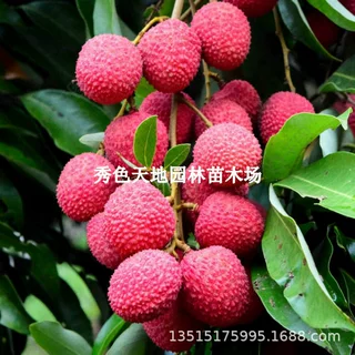 荔枝树苗糯米滋桂味无核灵山香荔嫁接果树苗带土带叶地盆栽当年结